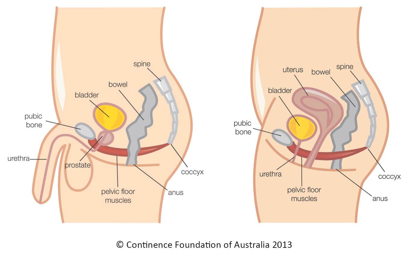 Controlled Pelvic Treatment Pelvic Pain Urology Of Virginia